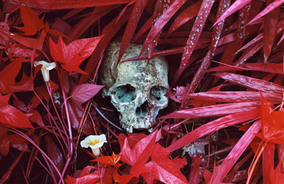 Richard Mosse :: The Enclave